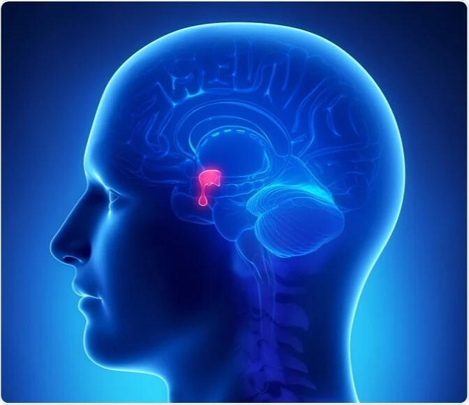 A better sense of where the pituitary gland is located